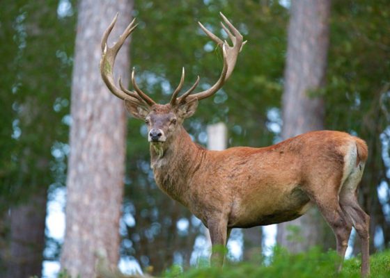 Serra da Lousã é habitat para centenas de veados